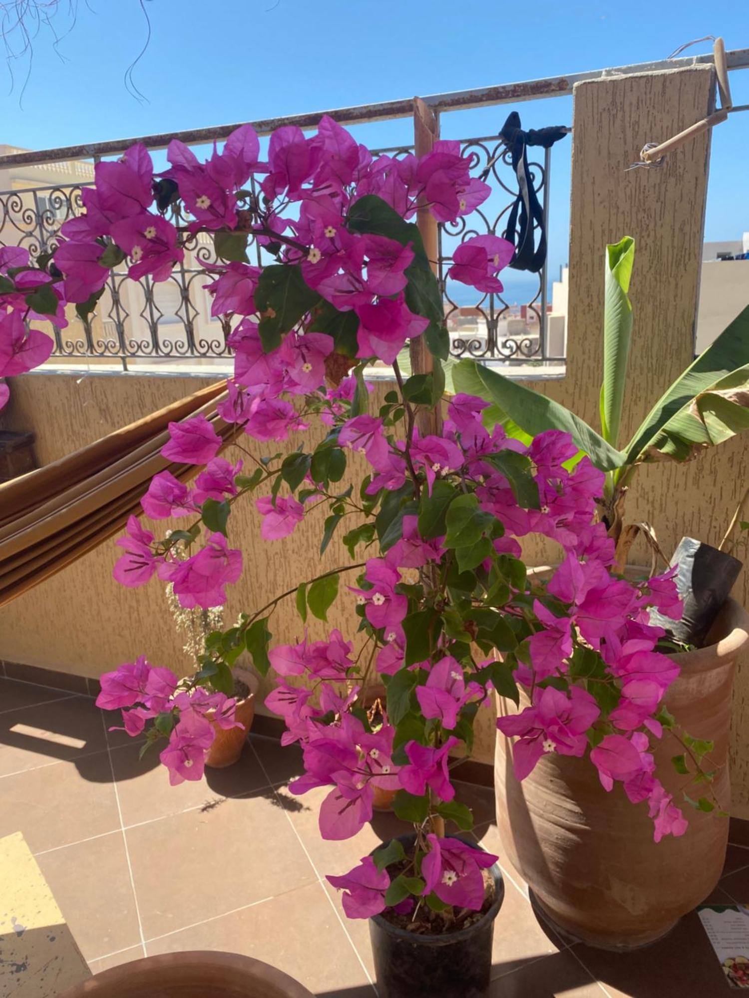 Fleur De Cactus, Guesthouse, Tamraght Exterior photo